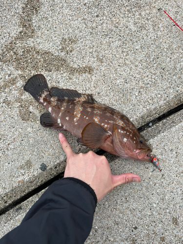 キジハタの釣果
