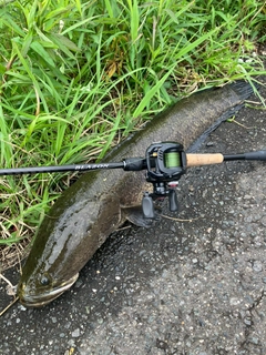 ライギョの釣果
