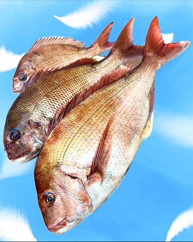 マダイの釣果