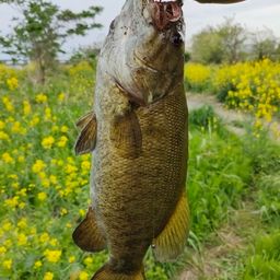 スモールマウスバス