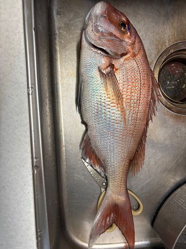 タイの釣果