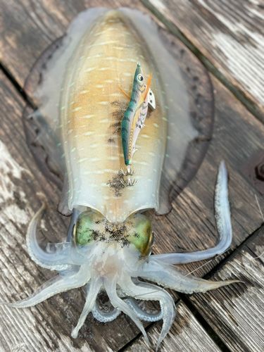 アオリイカの釣果