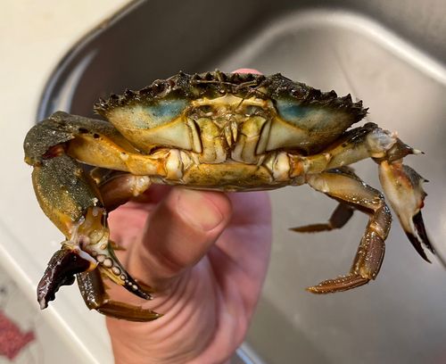 イシガニの釣果