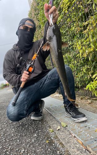 ナマズの釣果