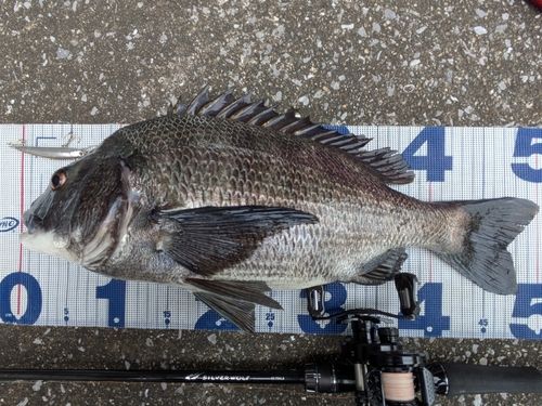 チヌの釣果