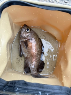 アカメバルの釣果