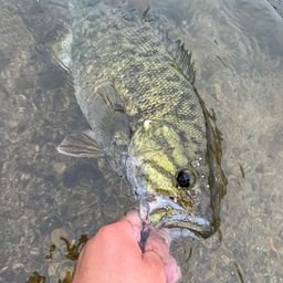 スモールマウスバス