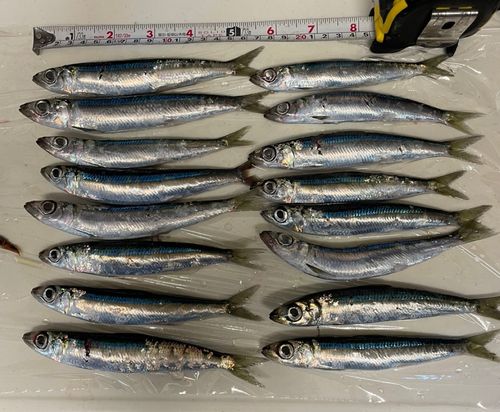 ウルメイワシの釣果