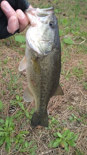 ラージマウスバスの釣果