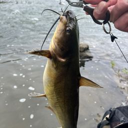 アメリカナマズ