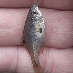 タイリクバラタナゴ