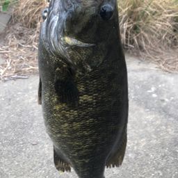 スモールマウスバス