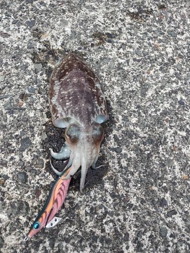 コウイカの釣果