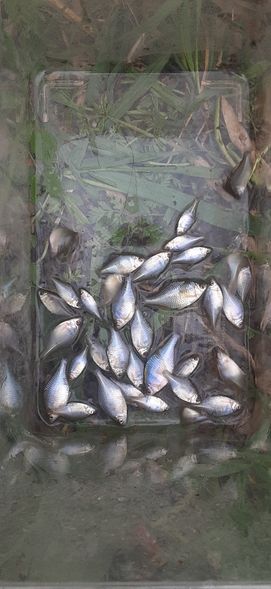 タイリクバラタナゴ