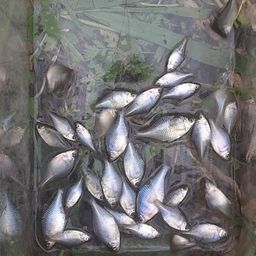 タイリクバラタナゴ