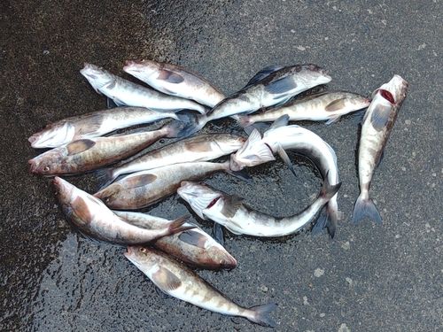 ホッケの釣果