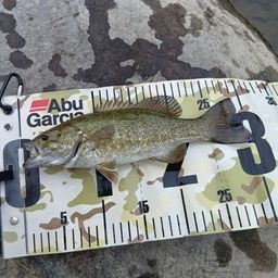 スモールマウスバス