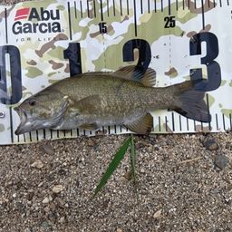 スモールマウスバス