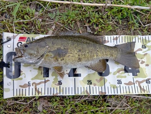 スモールマウスバスの釣果