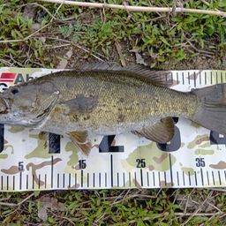 スモールマウスバス