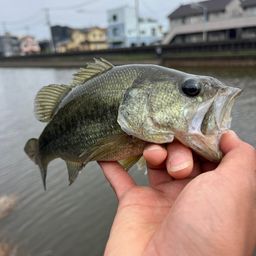 ラージマウスバス