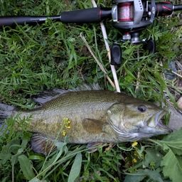 スモールマウスバス