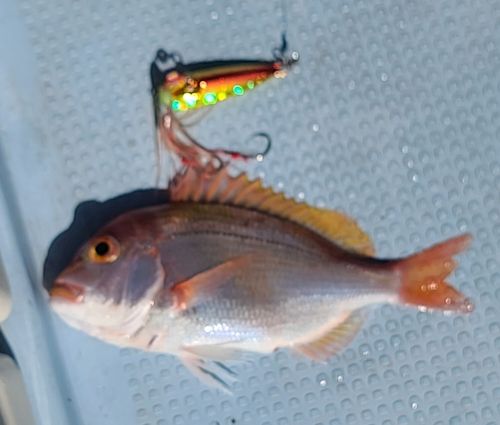 レンコダイの釣果