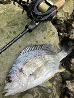 キビレの釣果