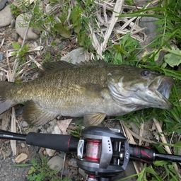 スモールマウスバス