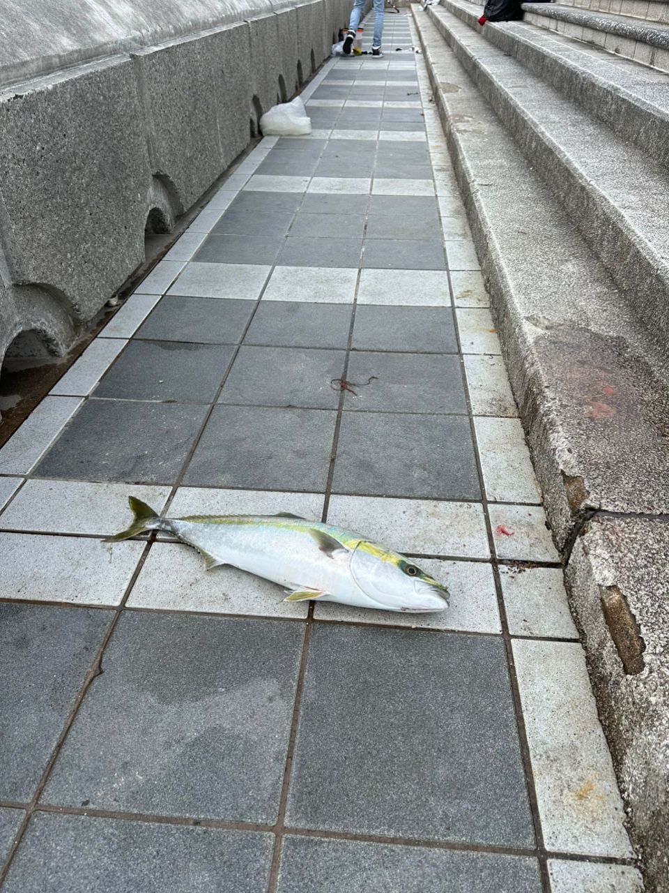 メジロ