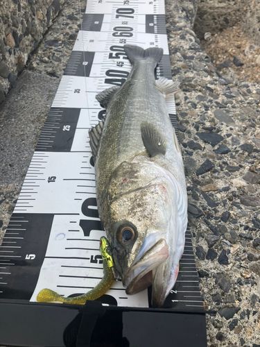 フッコ（マルスズキ）の釣果