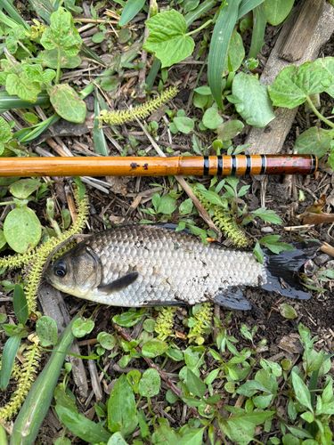マブナの釣果