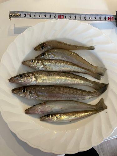 キスの釣果