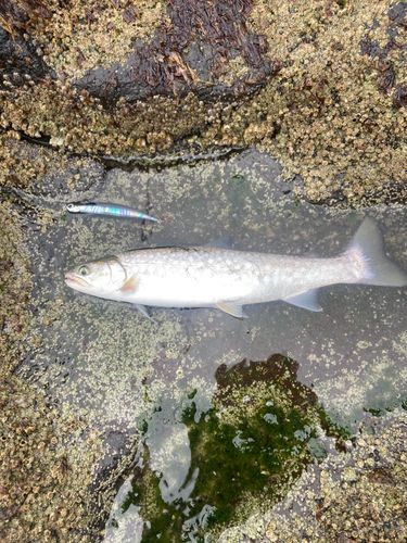 アメマスの釣果