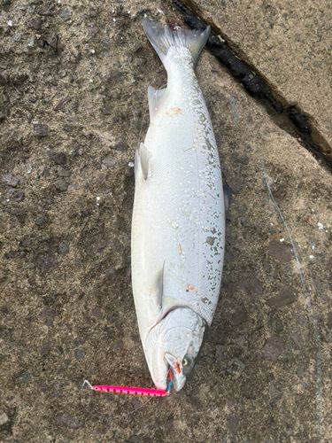 サクラマスの釣果