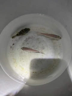 クロホシイシモチの釣果