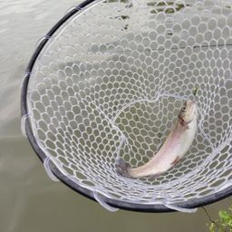 レインボートラウト