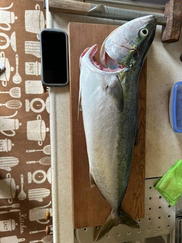 ブリの釣果