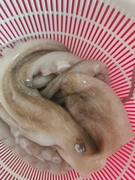 テナガダコの釣果
