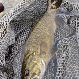 スモールマウスバス