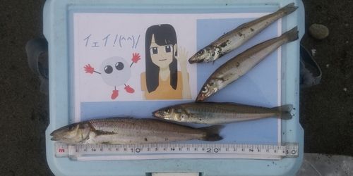 シロギスの釣果