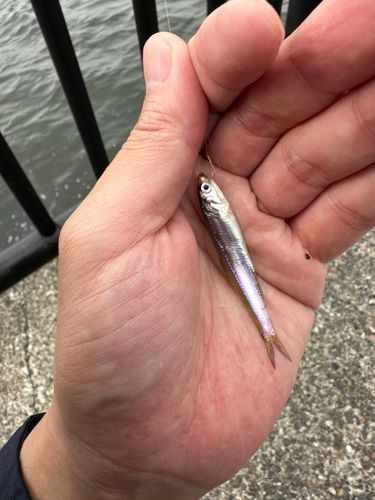 チアユの釣果