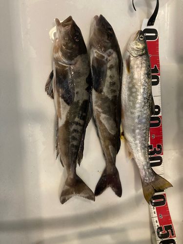 ホッケの釣果