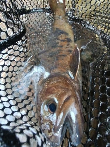 ヤマトイワナの釣果