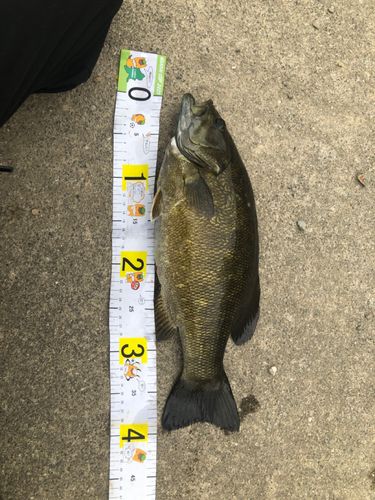 スモールマウスバスの釣果