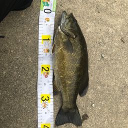 スモールマウスバス