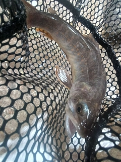 ヤマトイワナの釣果