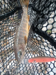 ヤマトイワナの釣果