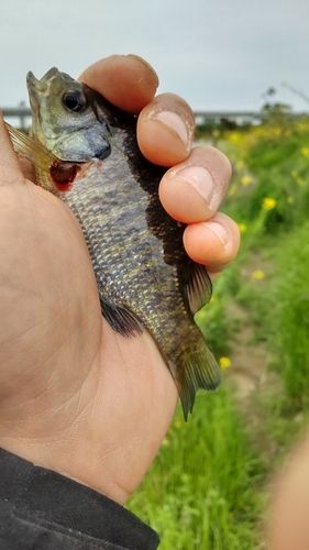 ブルーギルの釣果