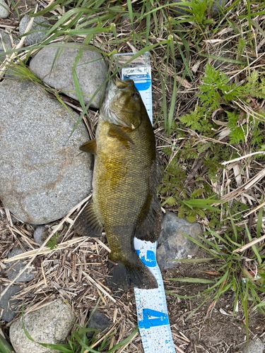 スモールマウスバスの釣果